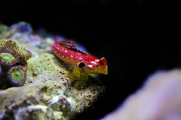 Flammender Blenny Fisch - (Synchiropus sycorax) - Foto, Bild