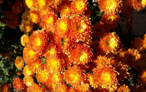 Beautiful bouquet from many autumnal fresh chrysanthemum - Photo, Image