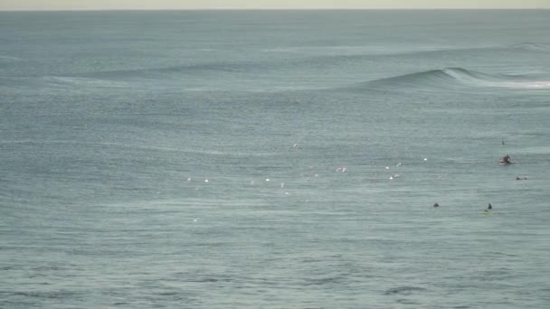 Деякі чайки пурхають перед людьми, що серфінгізують хвилі за допомогою реактивного лижного спорту в Кантабрії (Північна Іспанія). - Кадри, відео