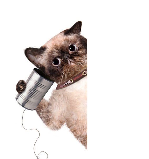Cat on the phone with a can - Fotoğraf, Görsel