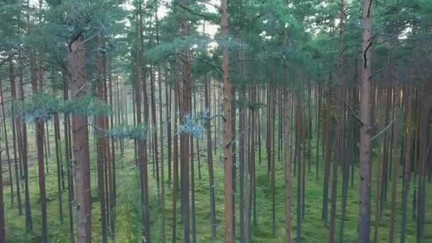 La vista dall'alto verso il basso degli alberi.4K - Filmati, video