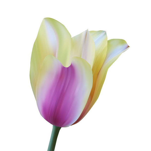 Tulipe. Illustration vectorielle. Isolé sur blanc
 - Vecteur, image