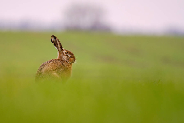 茶色いウサギ – Lepus europaeus sting on the field - 写真・画像