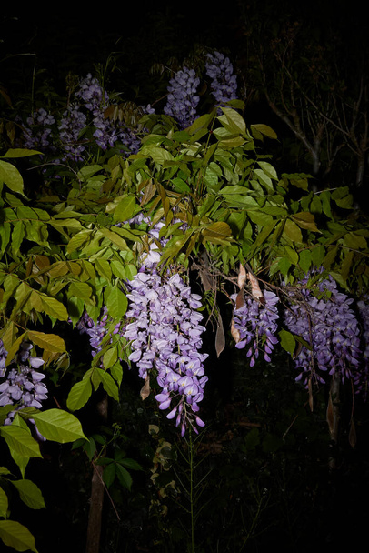 lilac flowers of Wisteria sinensis climber plant - Photo, Image