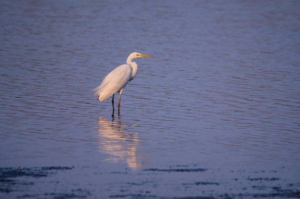 A grande egret - Ardea alba no pântano - Foto, Imagem