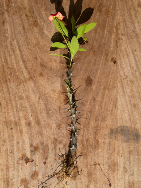 ユーフォルビアミリの植物で、一般的に玉座の冠として知られている根を持つ多肉植物 - 写真・画像