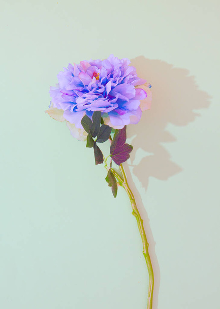 Decor blue flowers in white minimal space. Spring,summer, greeting card, invitation concept. - 写真・画像