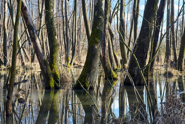 Una zona pantanosa en un bosque caducifolio durante un deshielo en Polonia - Foto, imagen