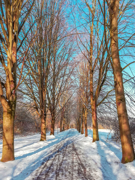 Winterlandschap in Braunschweig, Nedersaksen, Duitsland. Mooie besneeuwde Westpark op een zonnige dag - Foto, afbeelding