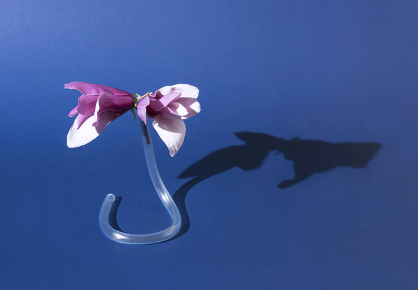Magnolia flowers stand in plastic water hose. Spring minimal concept with fancy shadow on blue background - Photo, Image