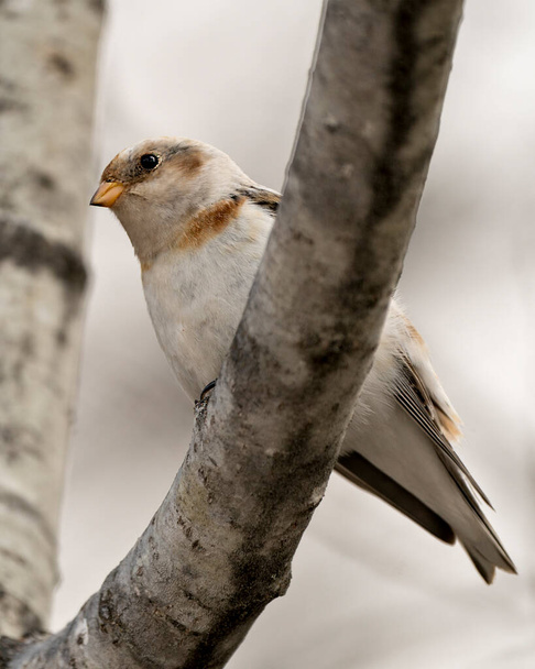 Bunting bird close-up zicht, gelegen op een boomtak met een wazige achtergrond in zijn omgeving en habitat. Afbeelding. Afbeelding. Portret. Foto. - Foto, afbeelding