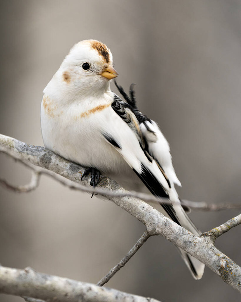 Bunting bird close-up view, empoleirado em um galho de árvore com um fundo desfocado em seu ambiente e habitat limpando suas asas. Imagem. Imagem. Retrato. - Foto, Imagem