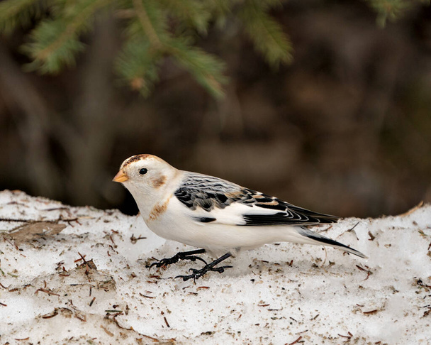 Bunting bird close-up vista laterale, in piedi sulla neve con uno sfondo sfocato nel suo ambiente e habitat. Immagine di neve bunting. Foto. Ritratto. - Foto, immagini