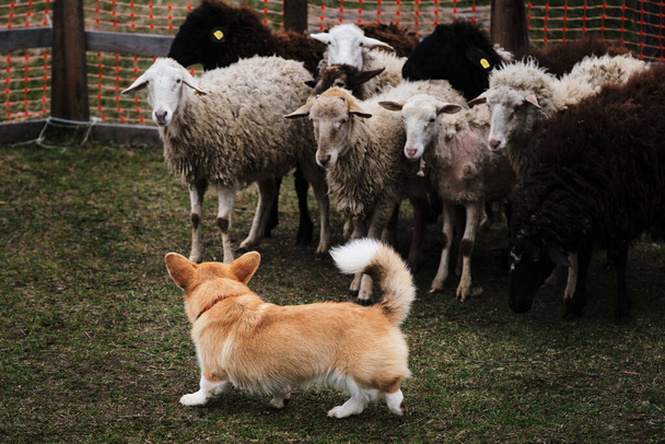 Walesi corgi Pembroke piros fehér színű egy hosszú farok legelő juhok. Sport szabvány kutyák jelenlétében terelő ösztön. Egy gyönyörű és intelligens kis pásztorkutya.. - Fotó, kép
