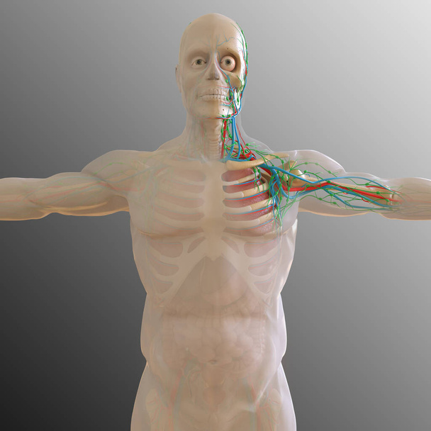 人体解剖学内部器官｜3Dイラスト - 写真・画像
