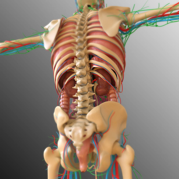 Organi interni di anatomia umana per concetto medico Illustrazione 3D - Foto, immagini
