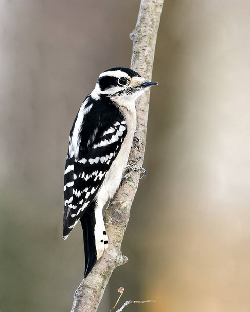 Woodpecker θηλυκό γκρο πλαν προβολή προφίλ αναρρίχηση δέντρο υποκατάστημα και την εμφάνιση φτερό φτέρωμα στο περιβάλλον και το περιβάλλον του στο δάσος με ένα θολό φόντο. Εικόνα. Φωτογραφία. Πορτρέτο.  - Φωτογραφία, εικόνα