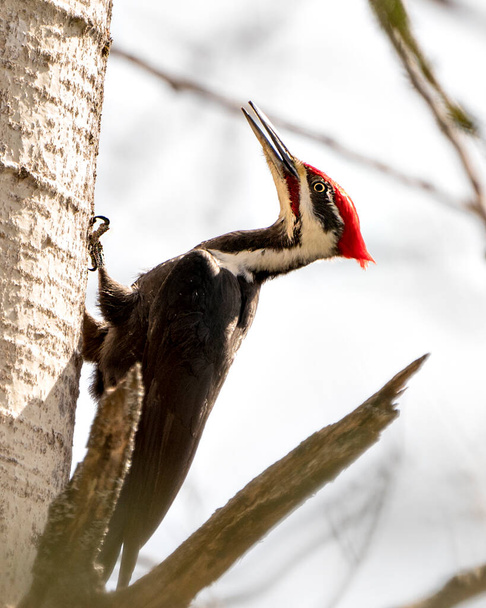 Woodpecker bird close-up profile view perched on a tree trunk with blur background in its environment and habitat. Pileated woodpecker Image. Picture. Portrait. - Foto, Imagen