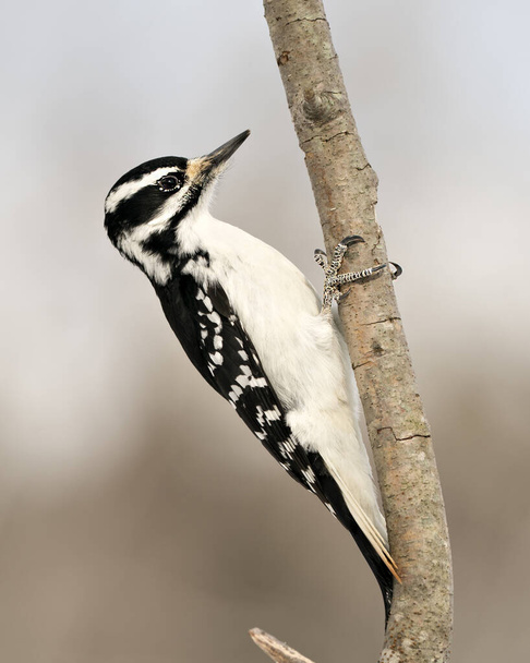 Woodpecker közelkép profil kilátás mászó faág és megjeleníti toll tollazat környezetében és élőhelyén az erdőben homályos háttér. Képet. Képet. Portré.  - Fotó, kép