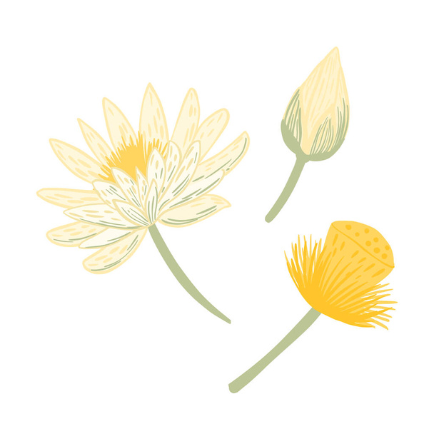 Setzen Sie Lotus isoliert auf weißem Hintergrund. Blume, Knospe und Samen sammeln. Schöne handgezeichnete botanische Skizzen für jeden Zweck. Designvektorillustration. - Vektor, Bild