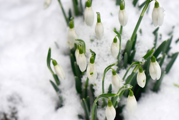 Bellissimi boccioli di fiori di bucaneve che crescono sulla neve bianca durante la stagione invernale in Inghilterra.  - Foto, immagini