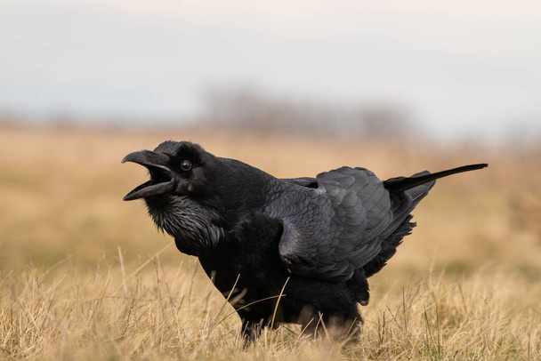 Чорний ворон стоїть на лузі сам
 - Фото, зображення