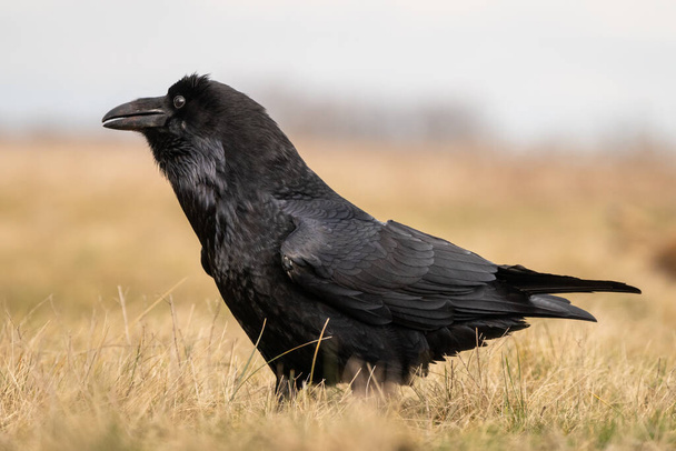 Black raven standing on a meadow alone - Photo, Image