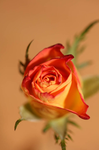 Rosa flower close up rosaceae οικογένεια σύγχρονο φόντο υψηλής ποιότητας εκτύπωσης - Φωτογραφία, εικόνα