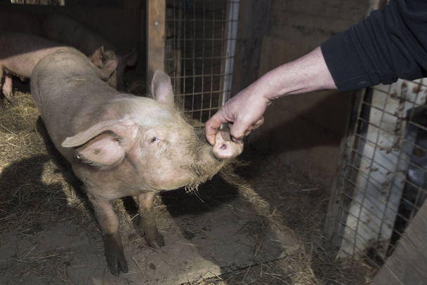 豚の繁殖には豚や家畜の飼育が必要です - 写真・画像