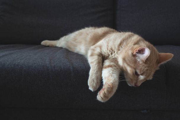 El gato rojo mira desde el sofá. El concepto de cuidar a las mascotas. - Foto, Imagen