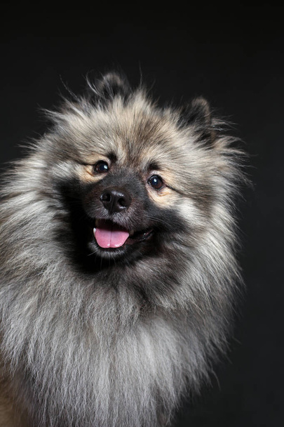 Retrato de divertido spitz lobo con la lengua hacia fuera contra el fondo negro. Keeshond pura raza sonriente perro. - Foto, imagen
