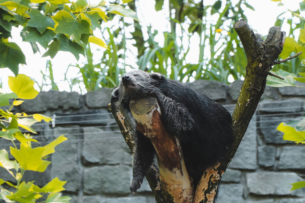 Totally tired, Binturong fell asleep on a branch, his limbs vertical from the branch down, sleeping soundly and indulging in his dreams of flying. Arctictis binturong in the wild. - Photo, Image