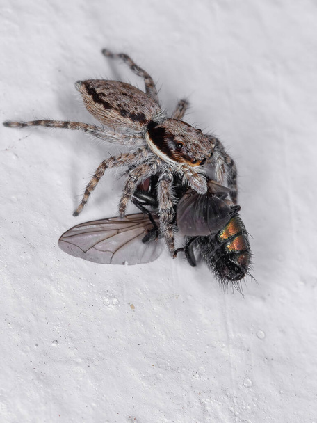 Harmaa Seinähyppäys Menemerus bivittatus lajin hämähäkki, joka saalistaa Greenbottle Fly Lucilia suvun eläimiä - Valokuva, kuva