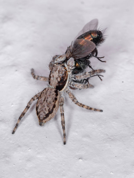 Harmaa Seinähyppäys Menemerus bivittatus lajin hämähäkki, joka saalistaa Greenbottle Fly Lucilia suvun eläimiä - Valokuva, kuva