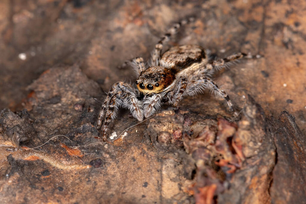 Nő Felnőtt Szürke Fal Ugró Pók a faj Menemerus bivittatus - Fotó, kép