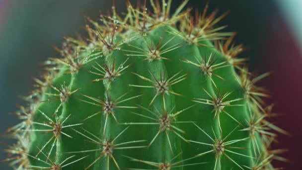Sappige cactus met scherpe naalden die water spatten. Groene home planten achtergrond. Macro shoot 4K Florarium cactusdoorn miniatuur bloem binnen.Huis interieur decoratie stedelijke jungle concept - Video