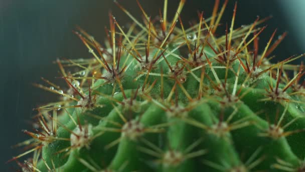 Cactus suculento con agujas afiladas rociando salpicaduras de agua. Fondo de plantas de casa verde. Macro shoot 4K Florarium cactuse espina flor en miniatura interior.Casa decoración concepto de selva urbana - Metraje, vídeo