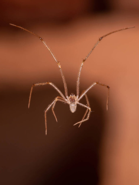 Small Cellar Spider of the Family Pholcidae - Photo, Image