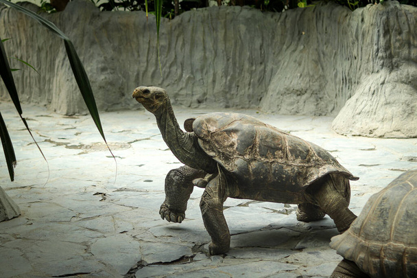 Riesige Riesenschildkröte auf der Insel Pinzon, die auf ihrer Koppel nach schmackhaften Blättern zum Fressen sucht. Chelonoidis duncanensis sehr alt. Porträt eines großen, klugen und langsamen Reptils mit harter Schale. - Foto, Bild