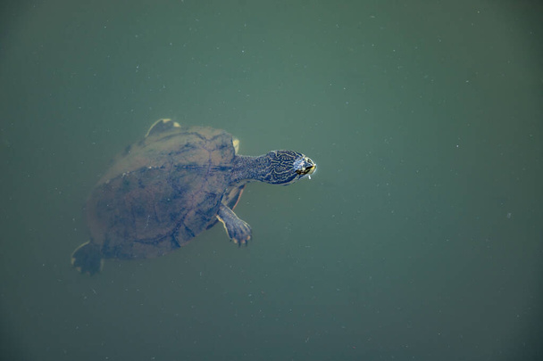 Geoffroys Seitenhalsschildkröte der Art Phrynops geoffroanus - Foto, Bild