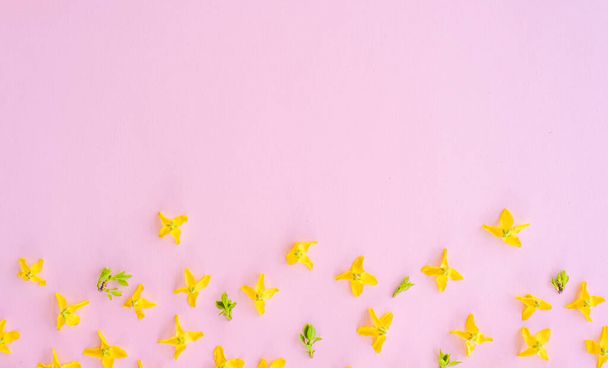 Composición floral. Patrón hecho de flores de forsitia amarillas sobre un fondo rosa. Concepto de primavera, Pascua, verano. Plano, vista superior, espacio para copiar - Foto, Imagen