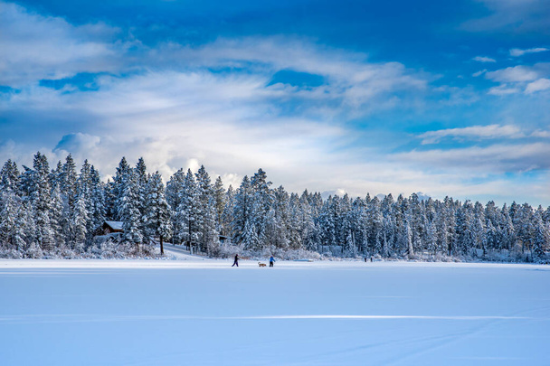カナダ、 BC州インバーミア近くの新しく凍結されたリリアン湖で犬とクロスカントリースキー - 写真・画像