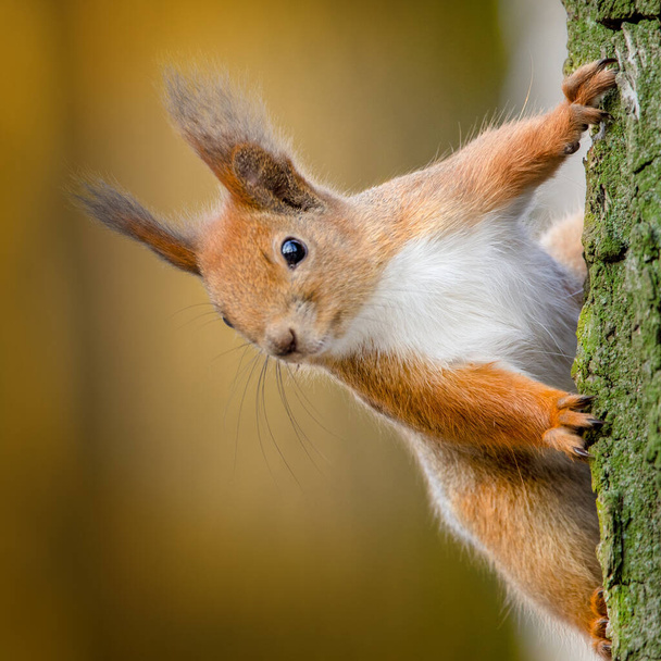 Punainen orava istuu puussa. Lähempi valikoiva kohdentaminen. - Valokuva, kuva