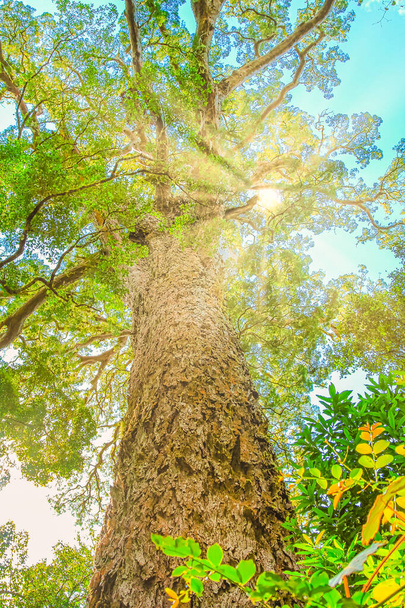 Tsitsikamma Big Tree - Foto, Imagem
