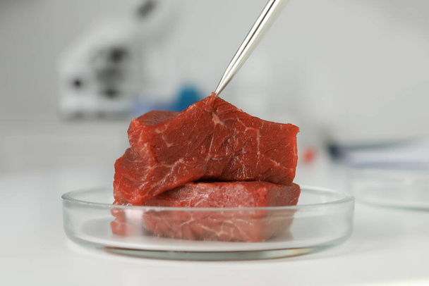 Examining piece of raw cultured meat with tweezers in laboratory, closeup - Foto, Imagen