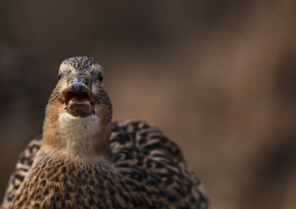 Detailed portrait Photo of a female wild duck. - Photo, Image