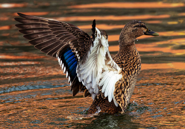 Λεπτομερής φωτογραφία μιας θηλυκής αγριόπαπιας που κουνάει τα φτερά της στο νερό. - Φωτογραφία, εικόνα