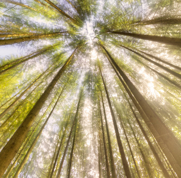 Буксирування дерев створює гарний лісовий фон з блакитним небом в сонячний день
. - Фото, зображення
