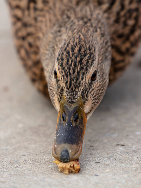 Detailed portrait Photo of a female wild duck eating. - Photo, Image