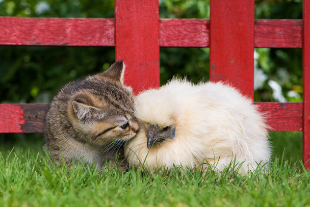 イギリスの短髪子猫と鶏 - 写真・画像